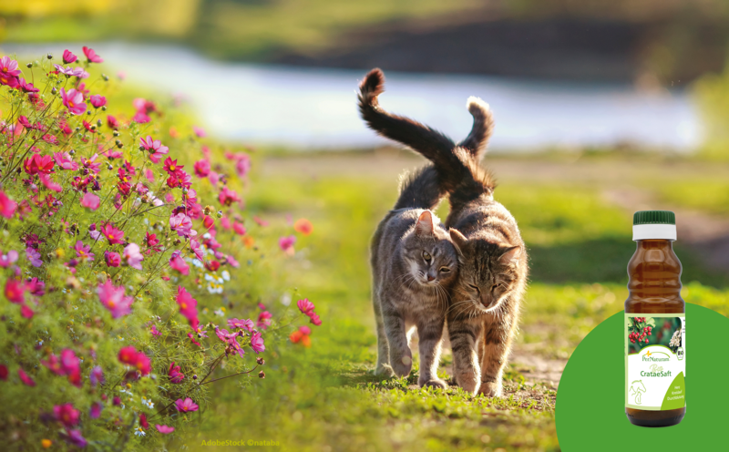AdobeStock Katzen 327557067©nataba