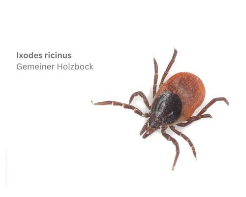 Holzbock