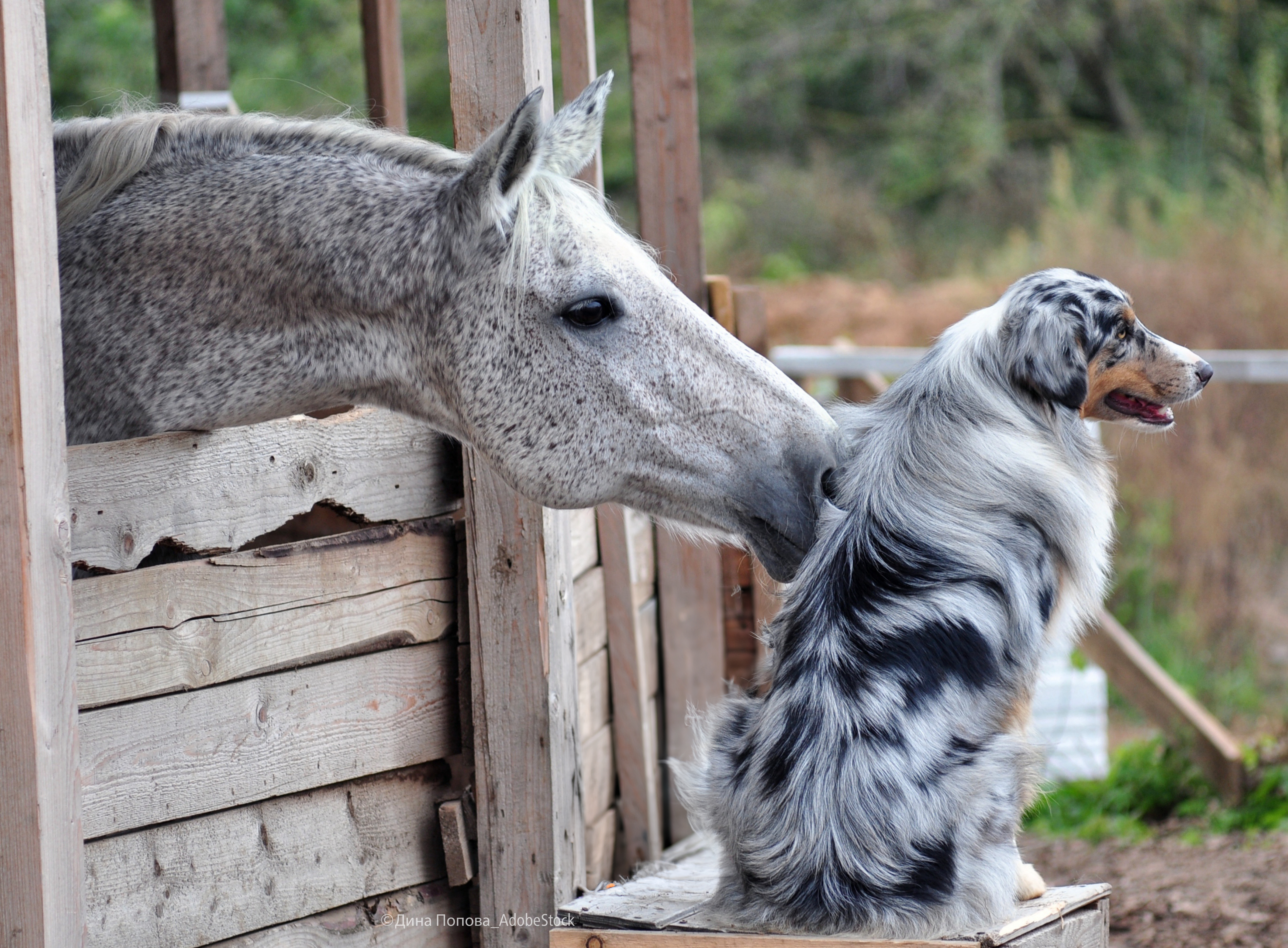 Rund ums Fell bei Pferd & Hund