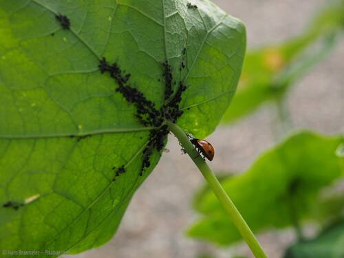Pixabay ladybug 1271997