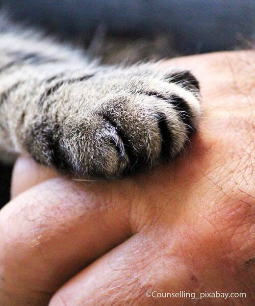 blog/katzen-als-therapeut