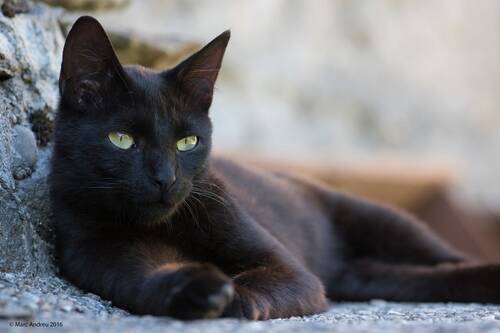 blog/epilepsie-bei-katzen