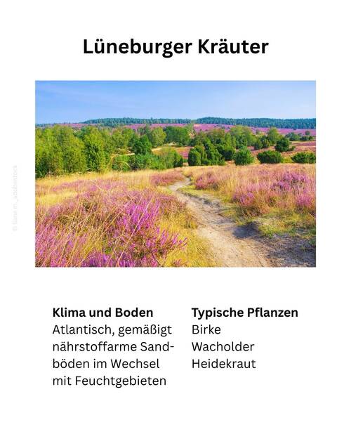 Blog Lüneburger