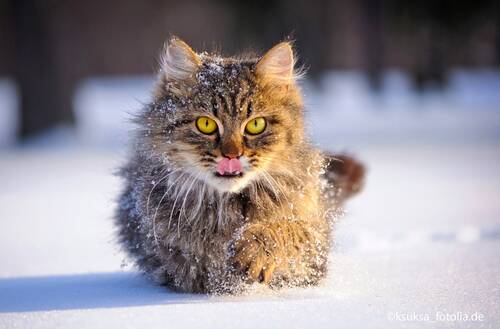 blog/katzen-im-winter