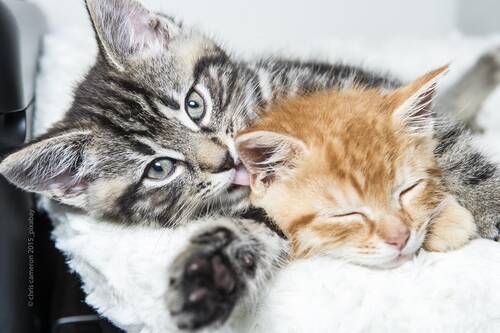 blog/katzen-sind-einzelgaenger-wahrheit-oder-fake