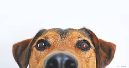 Blog über Natürliche Tiernahrung für Hunde von PerNaturam