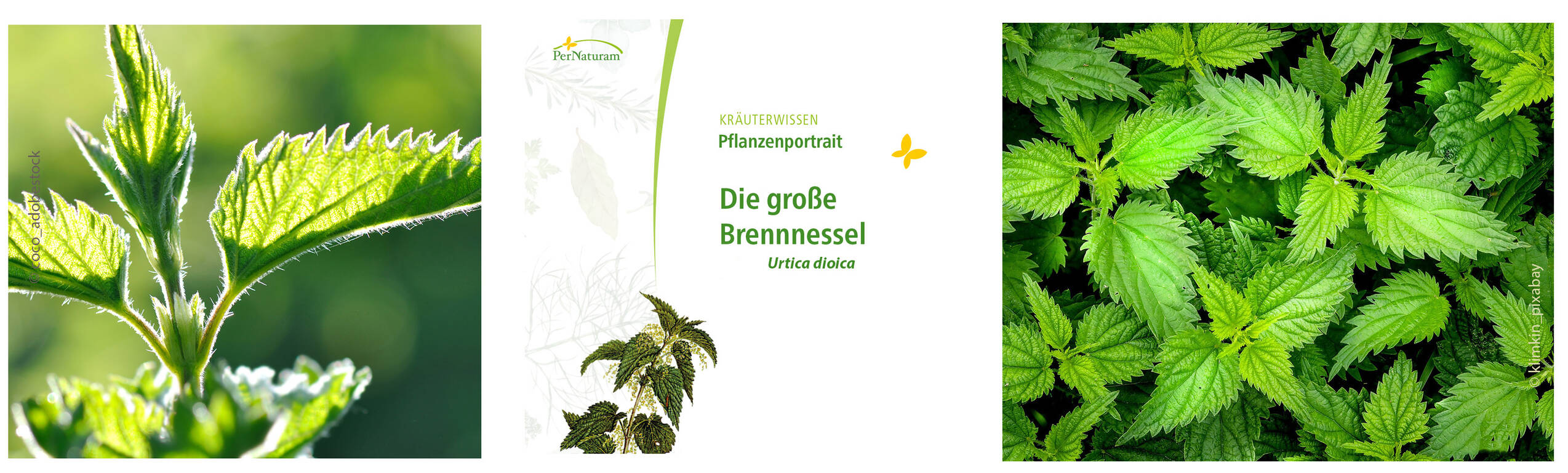 Brennnessel Trio homepage