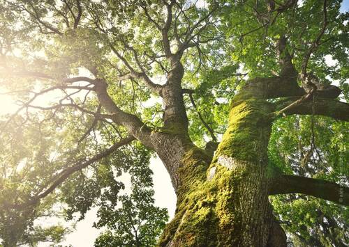 blog/ein-baum-als-heilpflanze-die-eiche-kurz-knapp