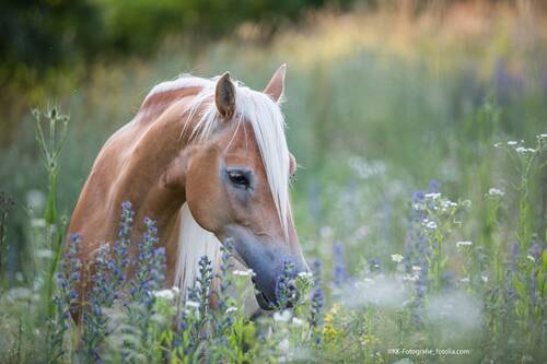 Fotolia 162365588 X Copyright