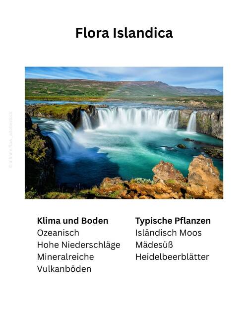 Blog Flora Islandica