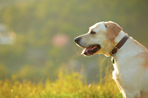AdobeStock 48221150 Labrador Atem ©Chalabala