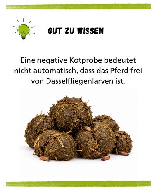 Dasselfliegen Pfred KV Gut zu wissen