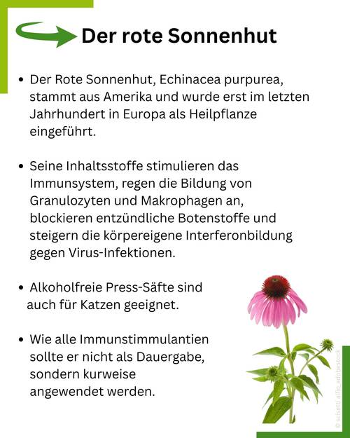 Echinacea Summary