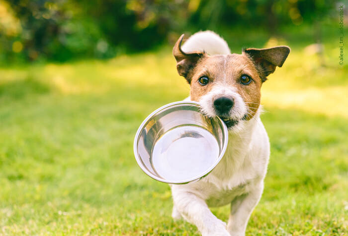 Webinaraufzeichnung - Grundversorgung bei Hunden