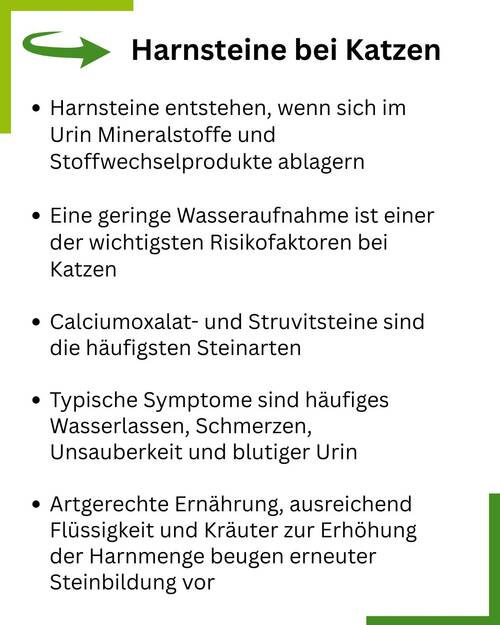 Harnstein Katzen Summary