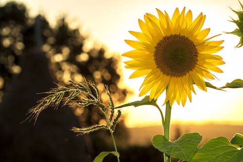 Sonnenblumen