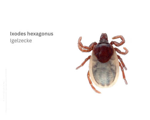 Igelzecke