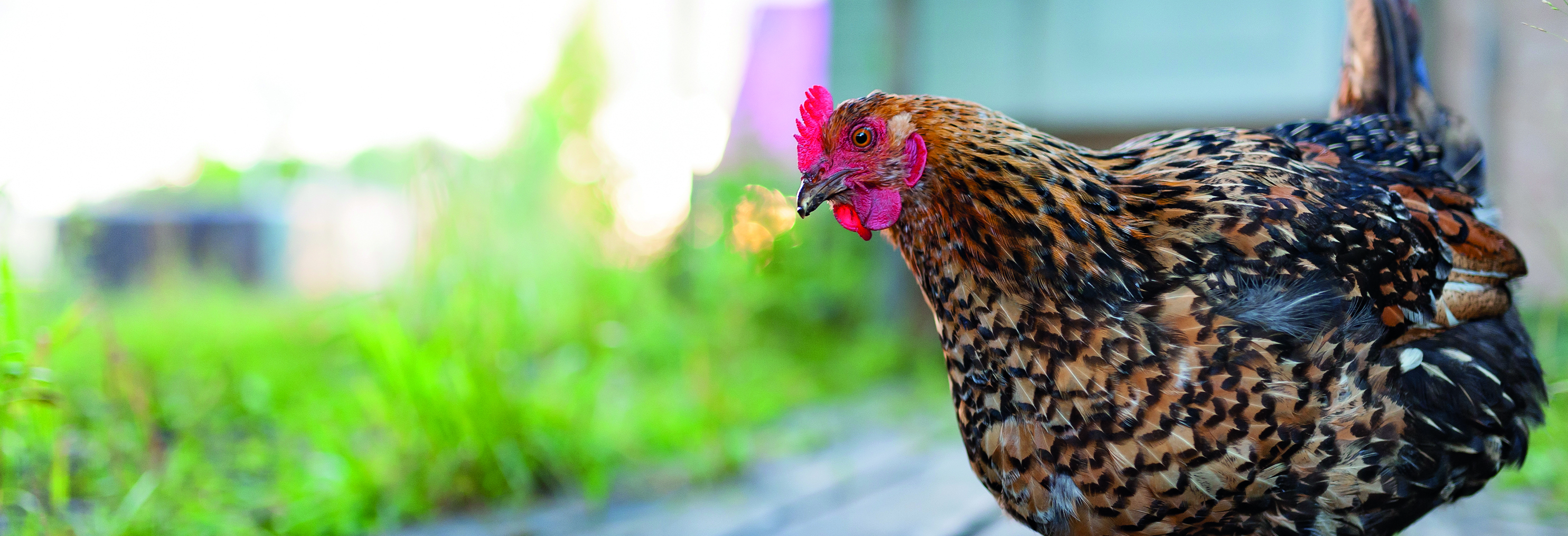 Natürliche Grundversorgung für Geflügel, wie Hühner und Tauben von PerNaturam