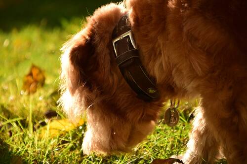 Blog über Natürliche Tiernahrung für Hunde von PerNaturam