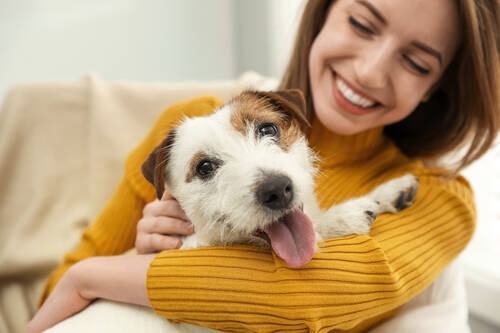 JackRussel gelberPullover AdobeStock 331761192©New Africa