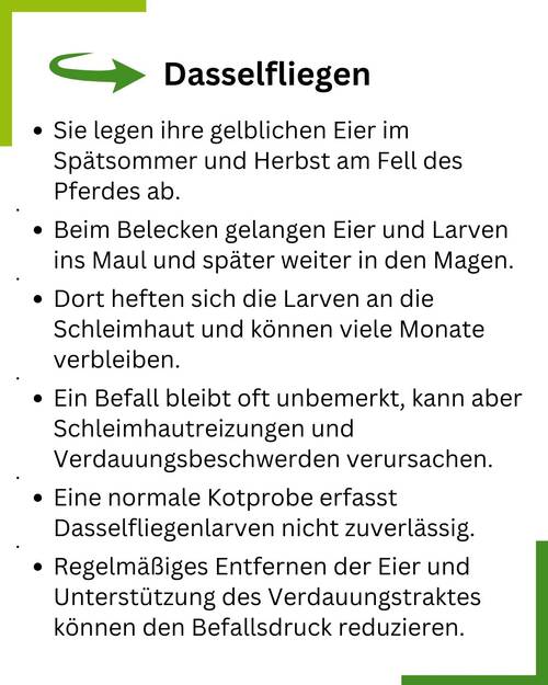 Dasselfliegen Zusammenfassung