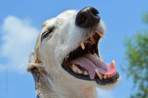 Blogbeitrag von PerNaturam über Hunde