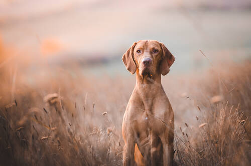 blog/der-wunsch-nach-einem-gesunden-hund