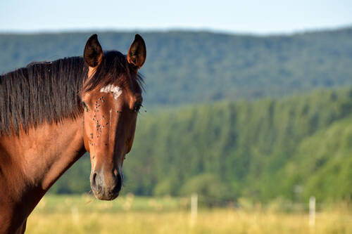 AdobeStock 303577512 Pferd mit Fliegen ©Lichtreflexe
