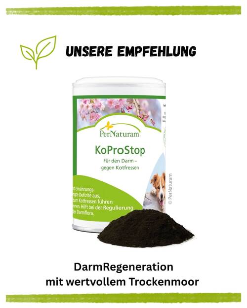 Mikrobiom Hund Kurz und knapp Empfehlung