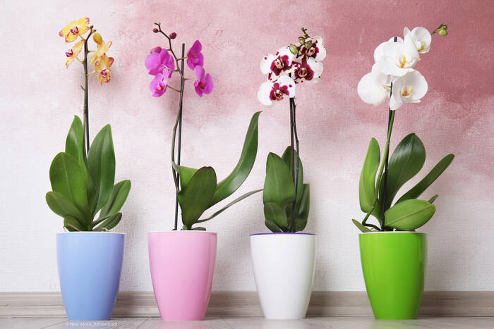 Orchideen