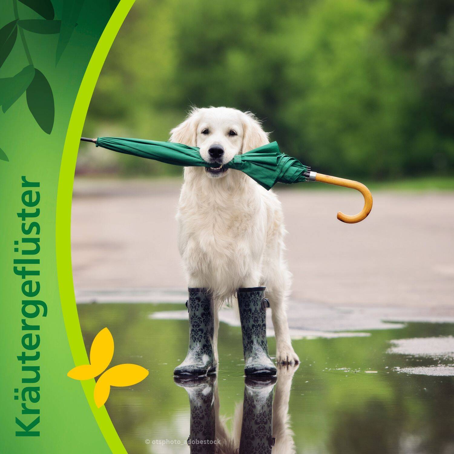 podcast/die-gruene-abwehr-pflanzliche-antibiotika-fuer-hunde