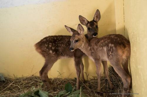 Rehe mit ©