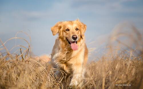 Blog über Natürliche Tiernahrung für Hunde von PerNaturam
