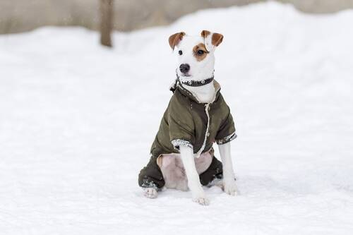 Blog über Natürliche Tiernahrung für Hunde von PerNaturam