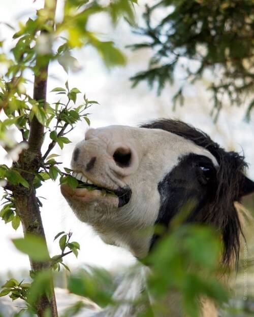 Wildhecken Pferde Bild 1