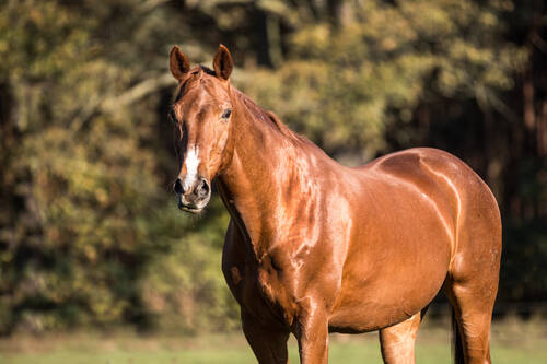 AdobeStock 277606489 Pferd auf Weide © Ines Hasenau
