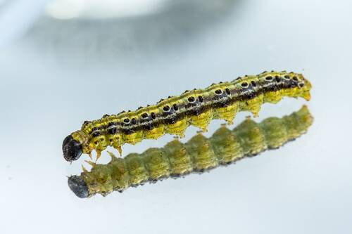 Pixabay caterpillar 755406 (c) hrohmann