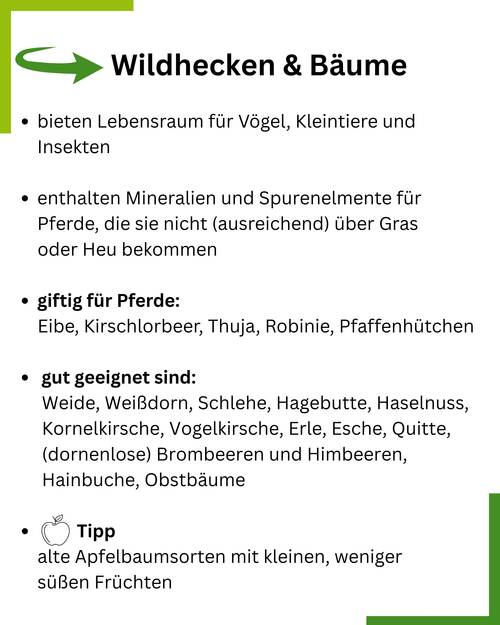 Wildhecken Pferde Summary