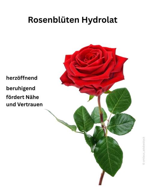 Blog Rosenblüten