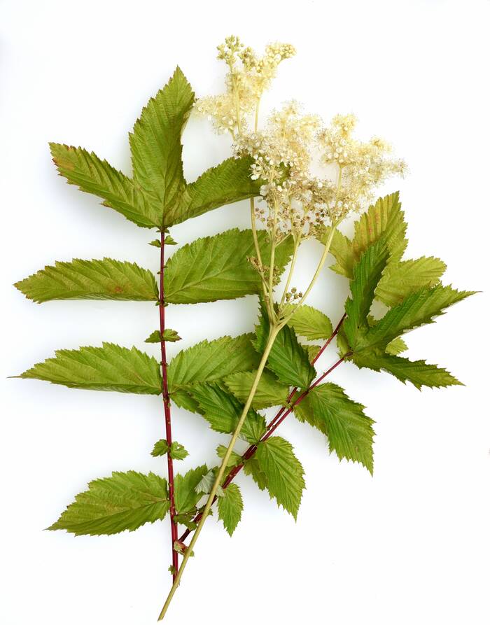 AdobeStock 285405836 Maedesuess Filipendula ulmaria Mädesüß ©Ruckszio