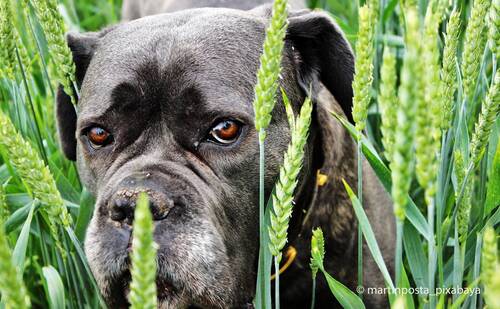 Gesunde Ernährung bei Hunden