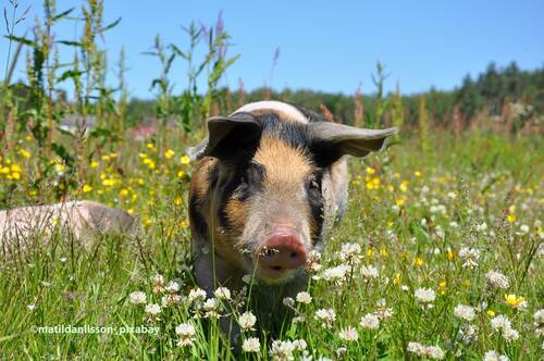 Pig 662008