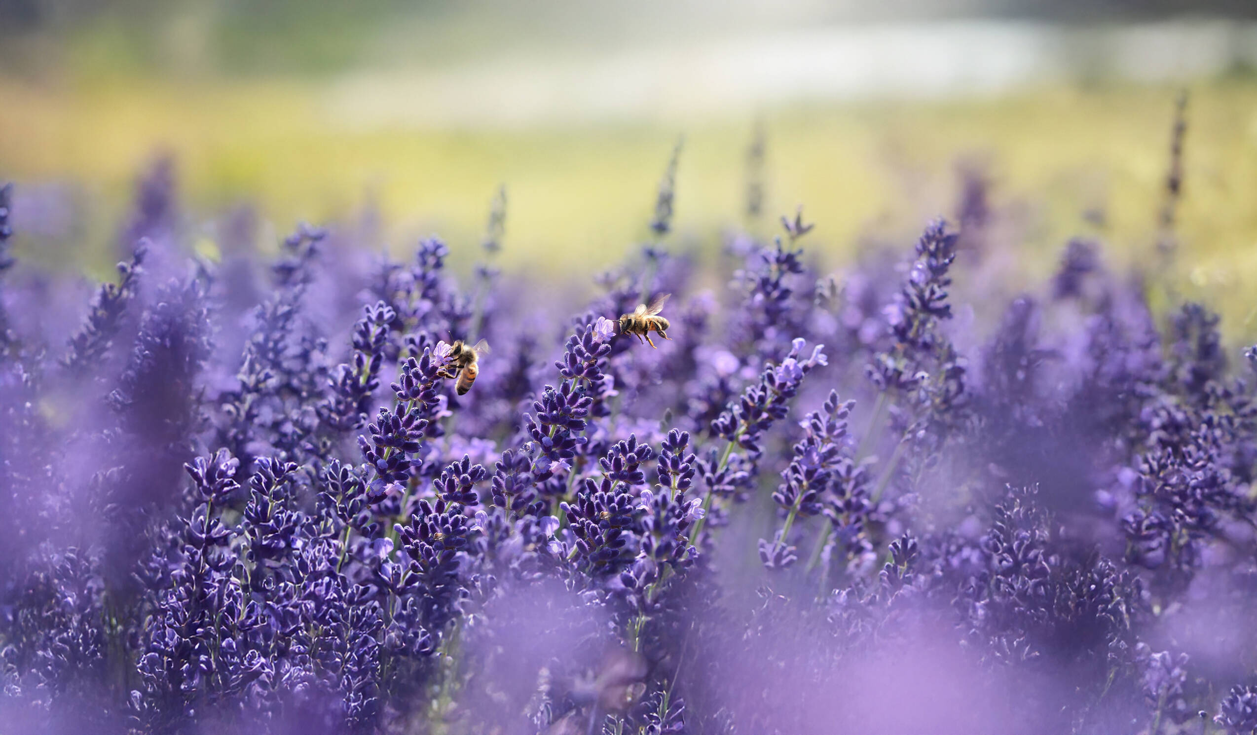 TEASER Shop Aromapflege Hauptkategorie