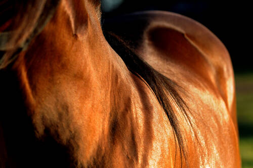 AdobeStock 295200654 Pferd Fellglanz Mähne©cabuscaa