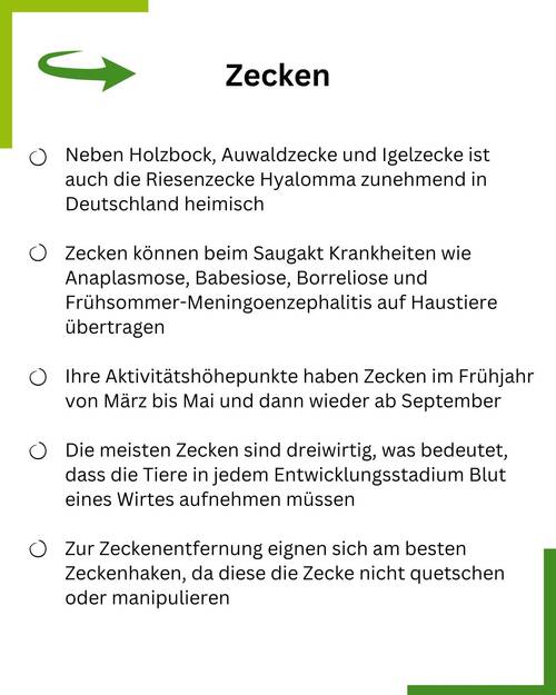 Summary Zecke