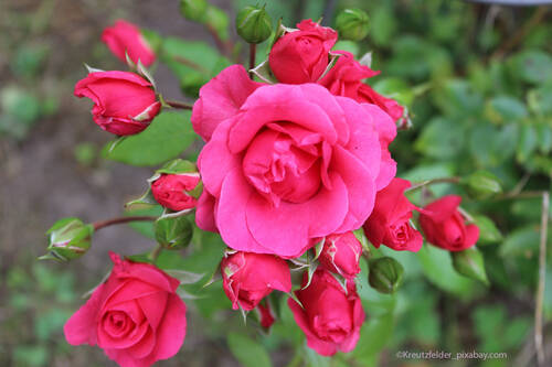 blog/die-rose-koenigin-der-blumen
