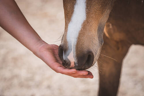 AdobeStock 505668545 petra fischer