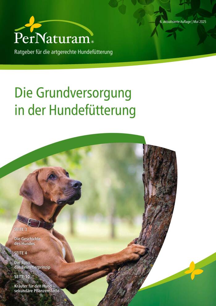 Die Grundversorgung in der Hundefütterung