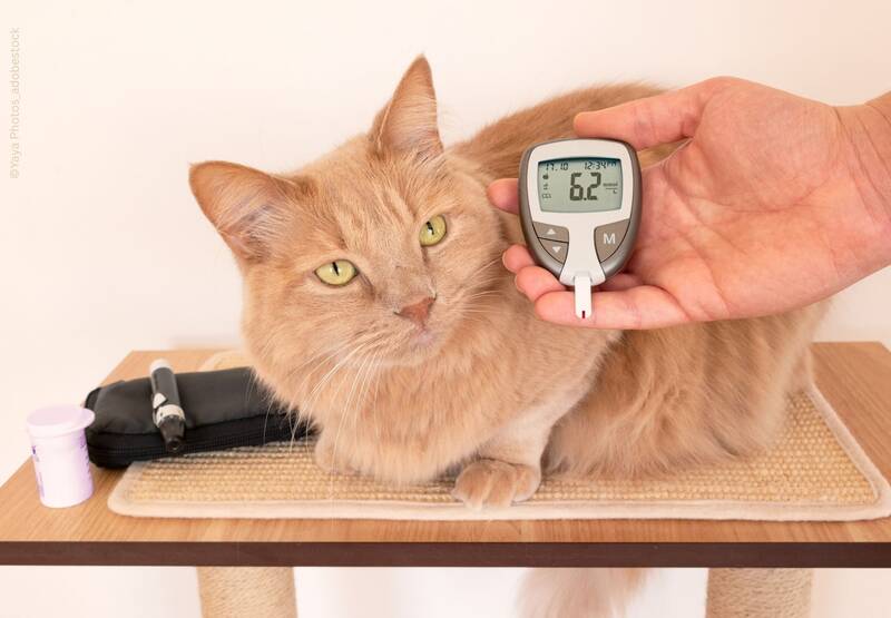 blog/diabetes-bei-katzen