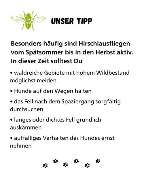 Lausfliegen Hund KV Unser Tipp